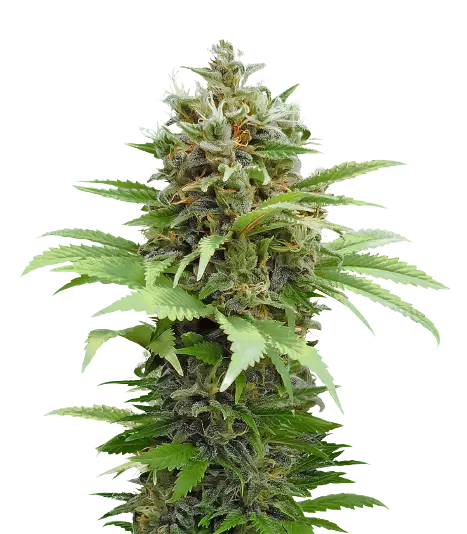 South Indian cannabis seeds packaging — Royal King Seeds Australia