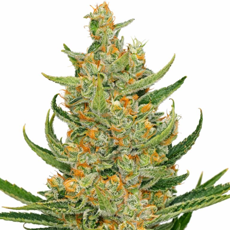 Space Bomb cannabis seeds packaging — Royal King Seeds Australia