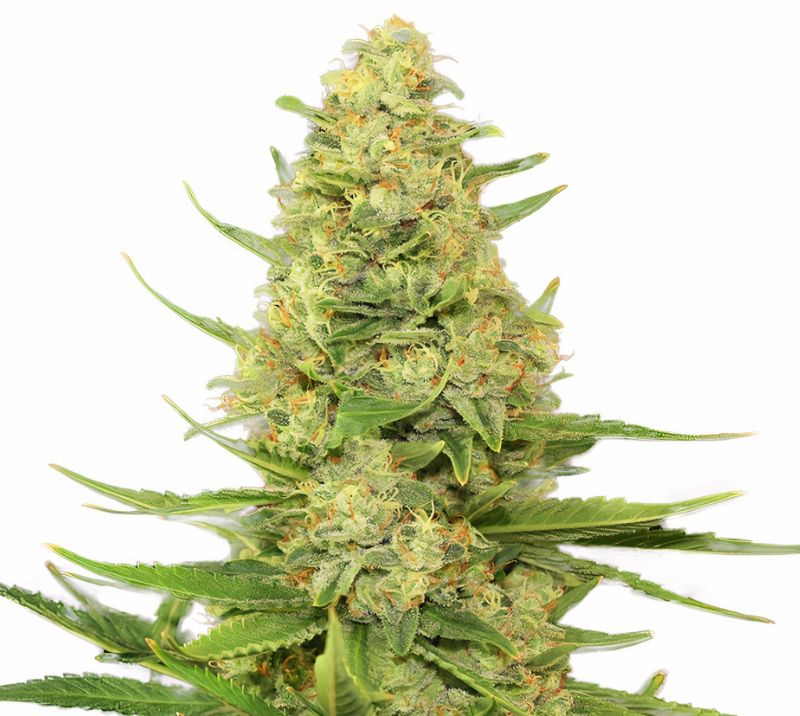 Space Candy cannabis seeds packaging — Royal King Seeds Australia