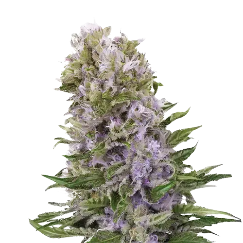 Space Dawg cannabis seeds packaging — Royal King Seeds Australia