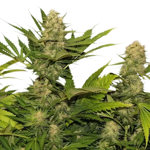 Space Queen cannabis seeds packaging — Royal King Seeds Australia