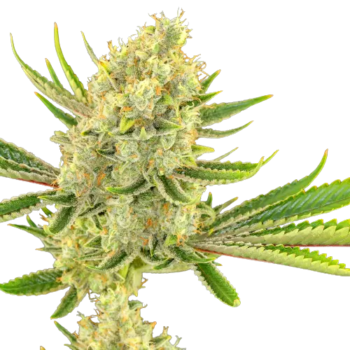 Special Reserve Black Lime cannabis seeds packaging — Royal King Seeds Australia