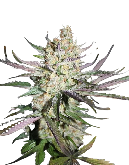 Star Berry cannabis seeds packaging — Royal King Seeds Australia