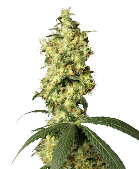 Star Killer cannabis seeds packaging — Royal King Seeds Australia