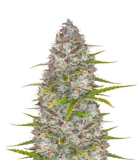 StarBud cannabis seeds packaging — Royal King Seeds Australia