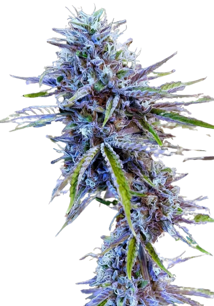 Stardawg cannabis seeds packaging — Royal King Seeds Australia