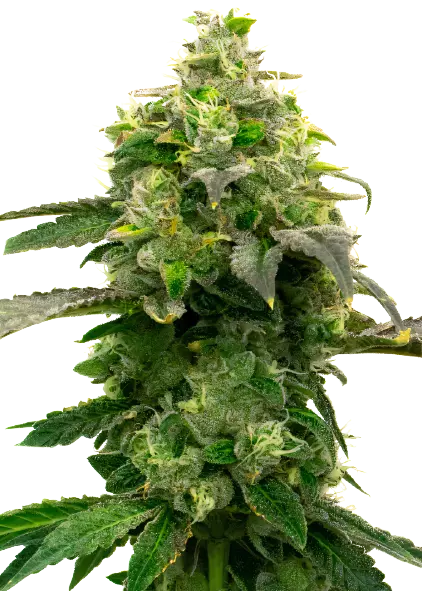 Steve's Dream Queen cannabis seeds packaging — Royal King Seeds Australia