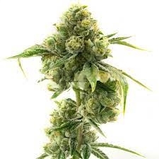 Sticky Dickie Feminized