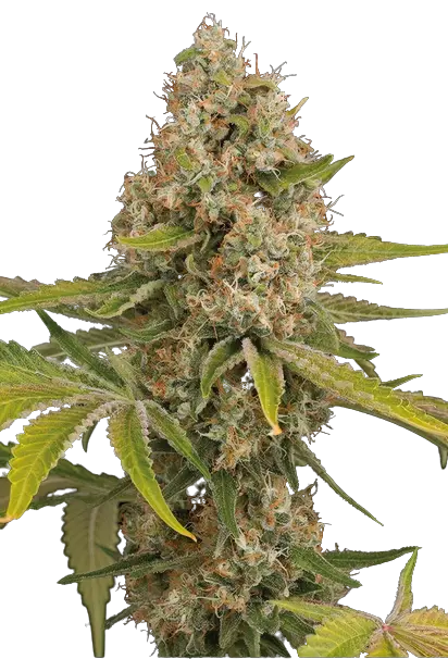Stinking Rich cannabis seeds packaging — Royal King Seeds Australia