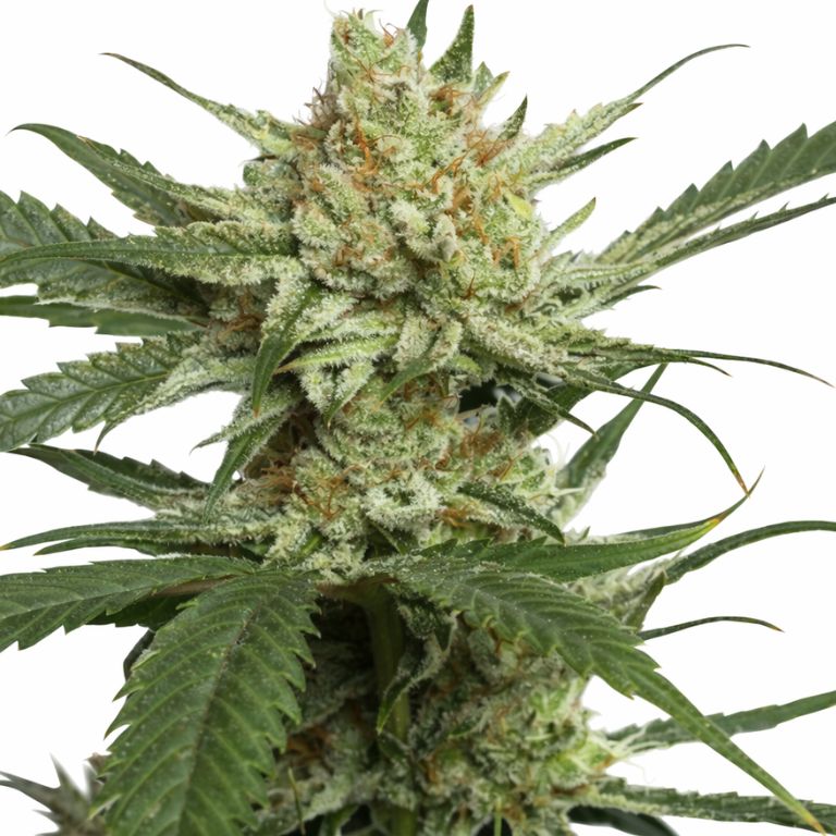 Strawberry Banana cannabis seeds packaging — Royal King Seeds Australia