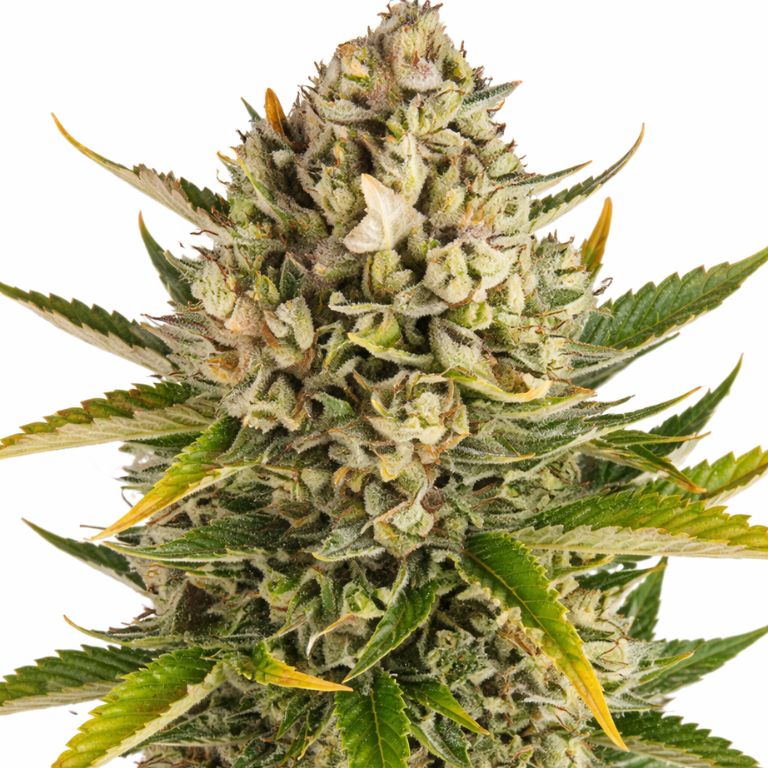 Strawberry Cheese cannabis seeds packaging — Royal King Seeds Australia