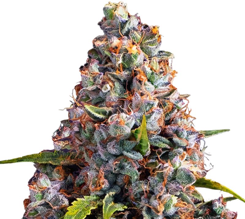 Strawberry Cheesecake cannabis seeds packaging — Royal King Seeds Australia