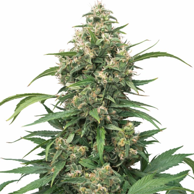 Strawberry Cough cannabis seeds packaging — Royal King Seeds Australia
