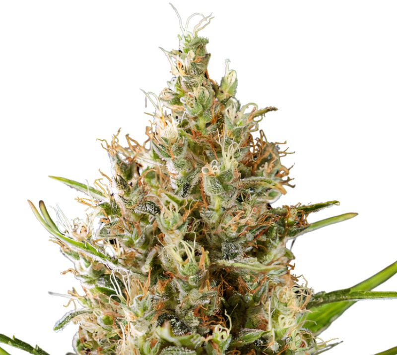 Strawberry Diesel cannabis seeds packaging — Royal King Seeds Australia