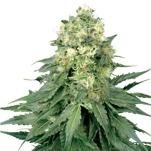 Strawberry cannabis seeds packaging — Royal King Seeds Australia