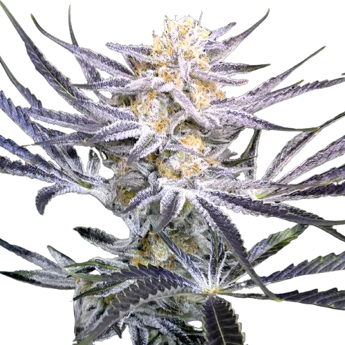 Strawberry Fields Feminized