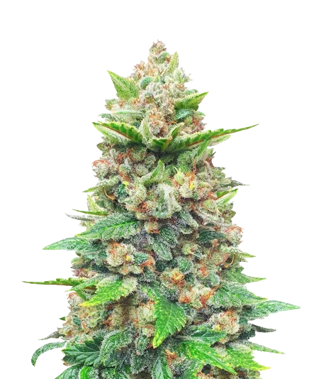 Strawberry Gorilla cannabis seeds packaging — Royal King Seeds Australia