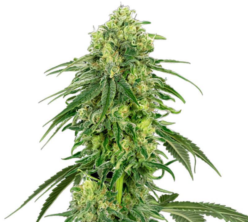 Strawberry Kush cannabis seeds packaging — Royal King Seeds Australia
