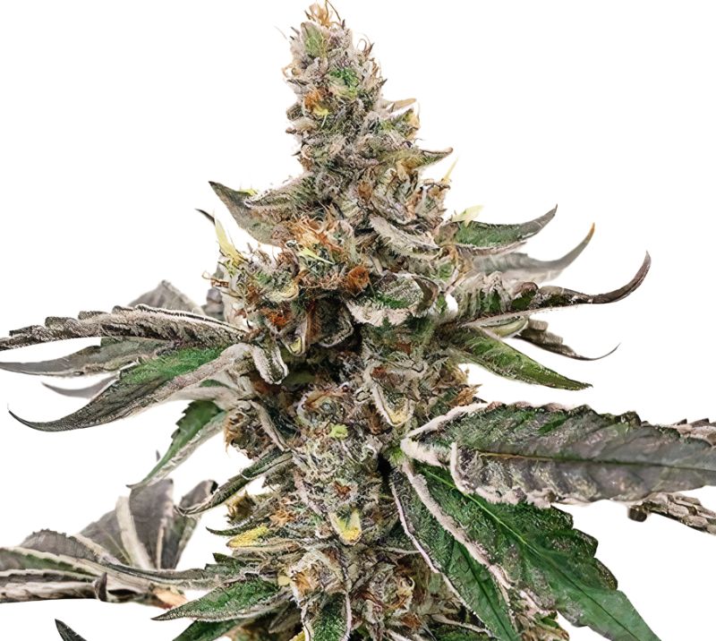 Strawberry Lemonade cannabis seeds packaging — Royal King Seeds Australia