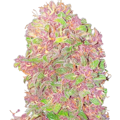 Strawberry Milkshake cannabis seeds packaging — Royal King Seeds Australia