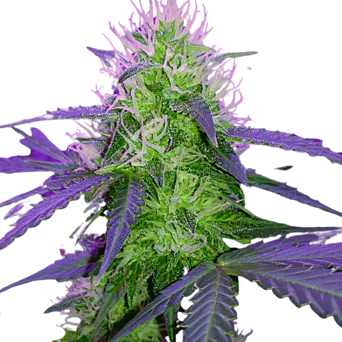 Sugar Black Rose cannabis seeds packaging — Royal King Seeds Australia