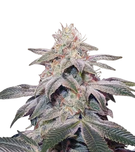 Sugar Kush cannabis seeds packaging — Royal King Seeds Australia