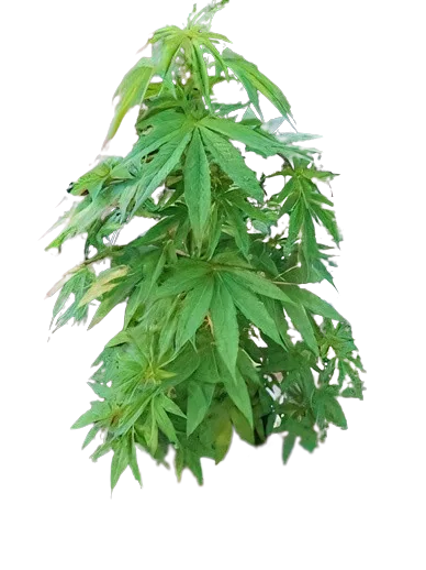 Sugar Mama cannabis seeds packaging — Royal King Seeds Australia