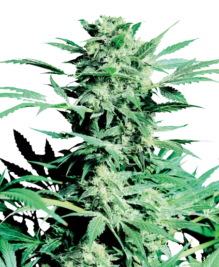 Sugar Shack cannabis seeds packaging — Royal King Seeds Australia
