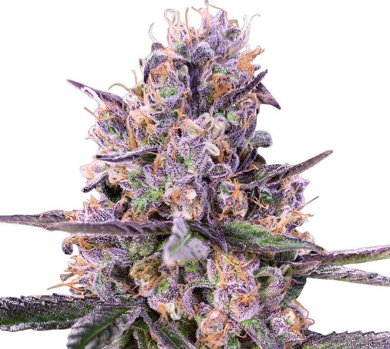 Sundae Driver cannabis seeds packaging — Royal King Seeds Australia