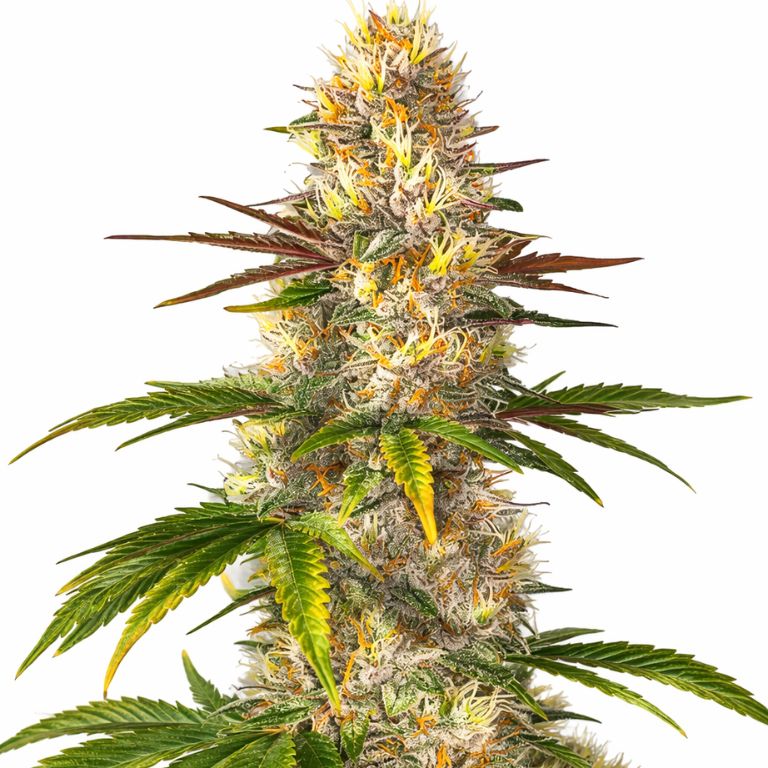 Sunrise cannabis seeds packaging — Royal King Seeds Australia