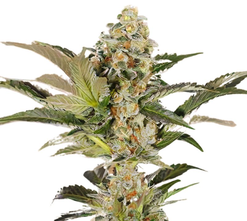 Super Blue Dream cannabis seeds packaging — Royal King Seeds Australia
