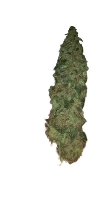 Super Cheese cannabis seeds packaging — Royal King Seeds Australia