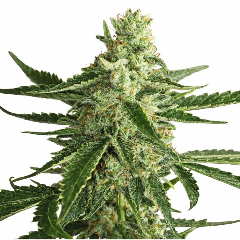 Super Green Crack cannabis seeds packaging — Royal King Seeds Australia