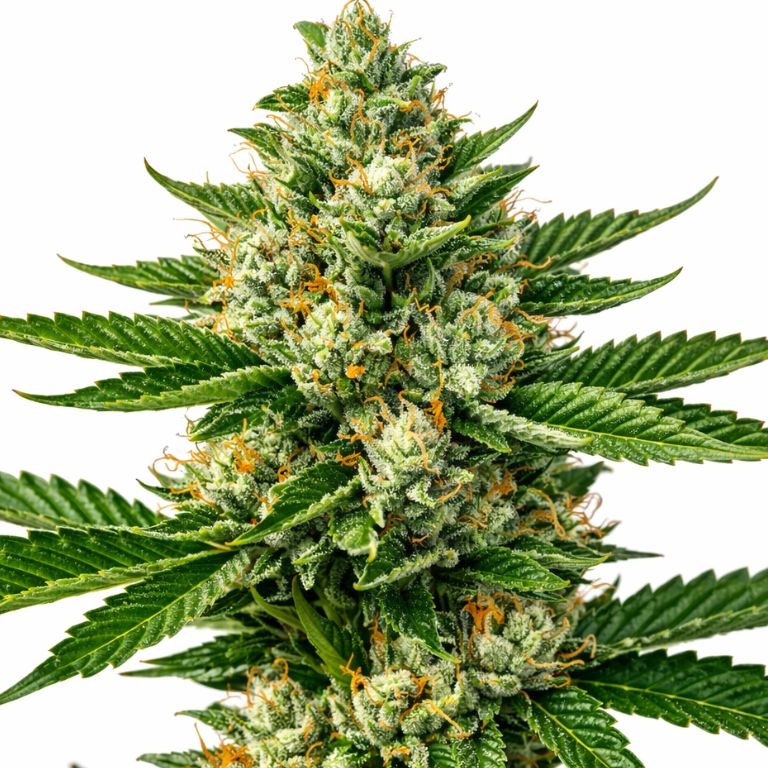 Super Jack cannabis seeds packaging — Royal King Seeds Australia