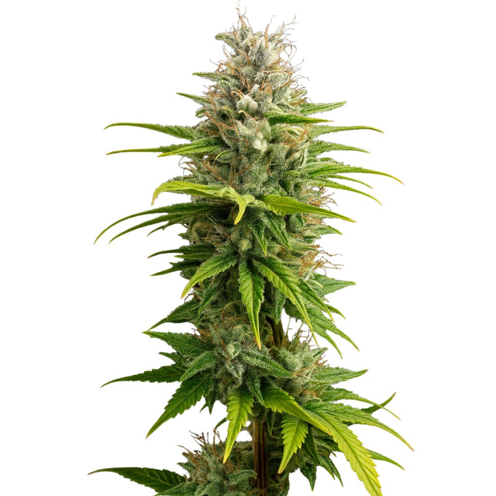 Super Kush cannabis seeds packaging — Royal King Seeds Australia