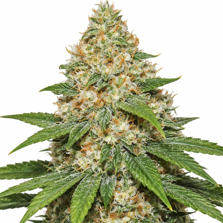 Super Lemon Haze cannabis seeds packaging — Royal King Seeds Australia