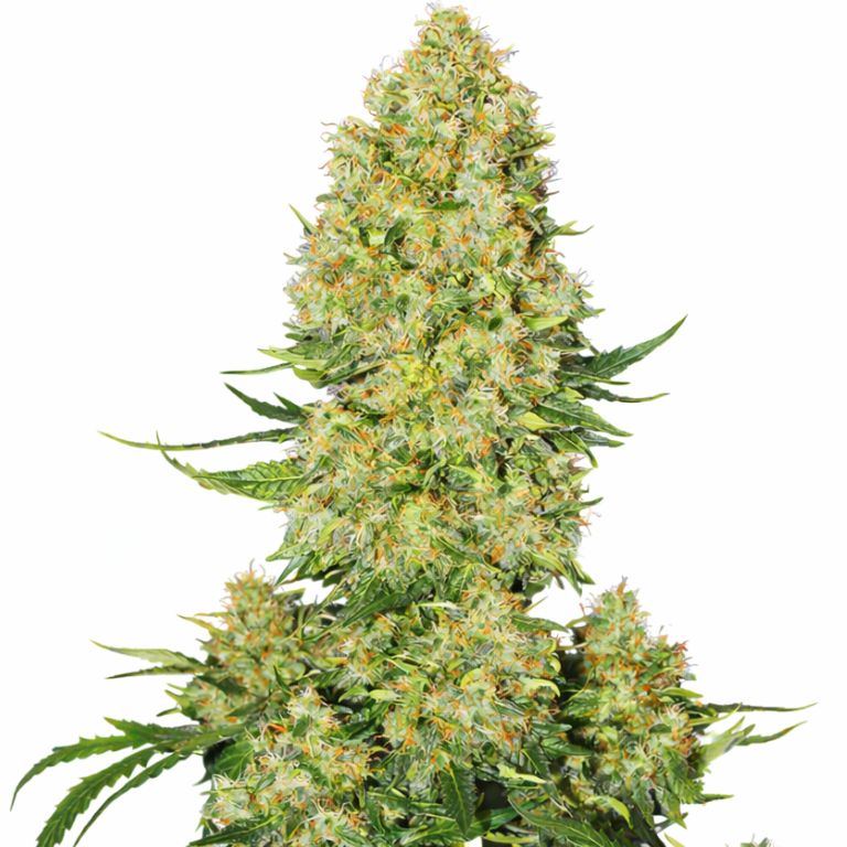Super Skunk cannabis seeds packaging — Royal King Seeds Australia