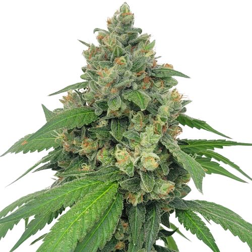 Super Sour Diesel cannabis seeds packaging — Royal King Seeds Australia