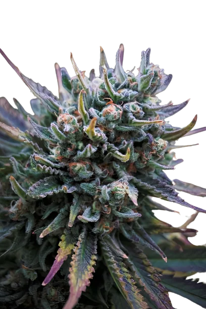 Supergirl cannabis seeds packaging — Royal King Seeds Australia