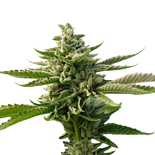 Superman OG cannabis seeds packaging — Royal King Seeds Australia