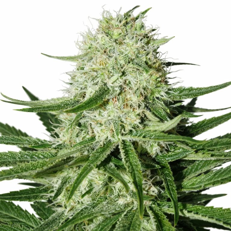 Suzy Q CBD cannabis seeds packaging — Royal King Seeds Australia