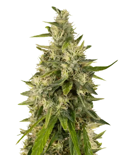 Sweet and Sour Widow CBD cannabis seeds packaging — Royal King Seeds Australia