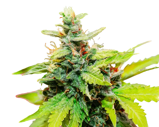 Sweet Baby Jane cannabis seeds packaging — Royal King Seeds Australia