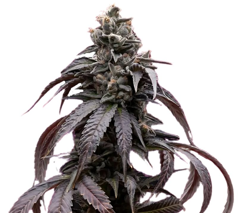 Sweet Berry cannabis seeds packaging — Royal King Seeds Australia