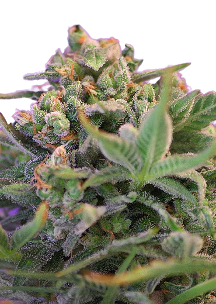Sweet Cheese cannabis seeds packaging — Royal King Seeds Australia