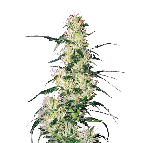 Sweet Deep Grapefruit Feminized