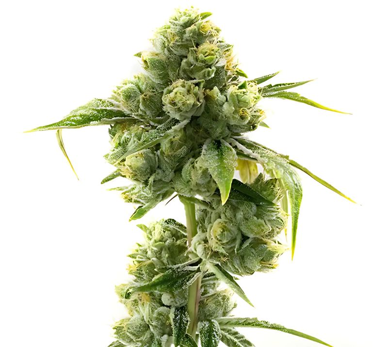 Sweet Dream Feminized