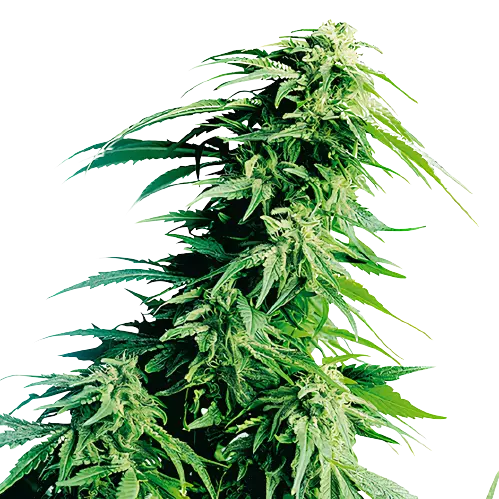 Sweet Lafayette cannabis seeds packaging — Royal King Seeds Australia