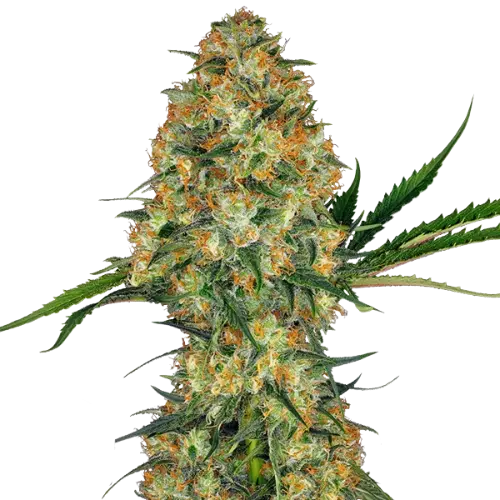 Sweet Nina cannabis seeds packaging — Royal King Seeds Australia