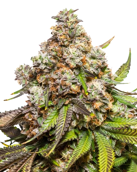 Sweet Pebbles cannabis seeds packaging — Royal King Seeds Australia